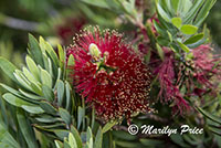 Bottle brush flower, San Francisco, CA