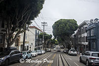 Interesting trees (from front window of cable car), San Francisco, CA