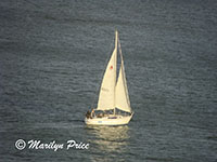 A passing sailboat, San Francisco, CA