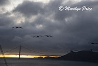 A flock of pelicans escort us towards the Golden Gate Bridge, San Francisco, CA