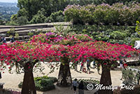 Gardens, Getty Museum, Los Angeles, CA