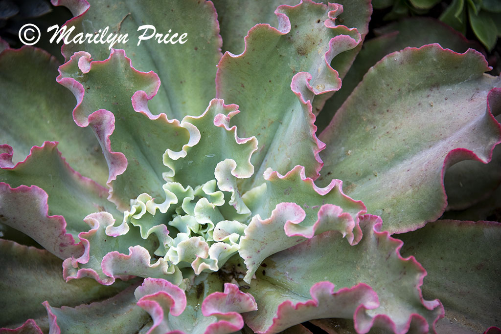 Succulents, Getty Museum, Los Angeles, CA