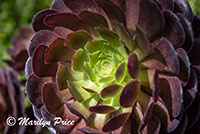 Succulents, Getty Museum, Los Angeles, CA