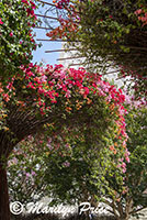 Bougainvillea, Getty Museum, Los Angeles, CA