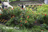 Dahlias, Getty Museum, Los Angeles, CA