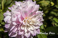 Dahlia, Getty Museum, Los Angeles, CA