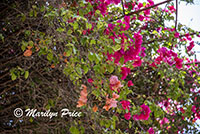 Bougainvillea, Getty Museum, Los Angeles, CA