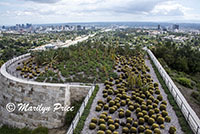 Cactus Garden, Getty Museum, Los Angeles, CA