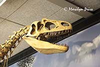 Allosaurus skeleton cast, Dinosaur National Monument, CO