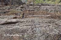 Chipmunk posing on a rock