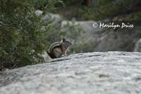 Chipmunk posing on a rock