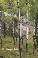 Aspen trees, Cub Lake Trail, Rocky Mountain National Park, CO