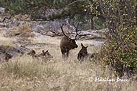 Elk, Moraine Park, Rocky Mountain National Park, CO