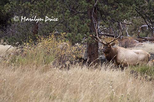 Elk, Moraine Park, Rocky Mountain National Park, CO