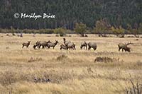 Elk, Moraine Park, Rocky Mountain National Park, CO