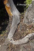 Twisted pine roots by the trail