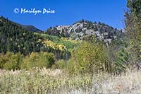 Cub Lake Trail climbs through this stand of aspen, Rocky Mountain National Park, CO