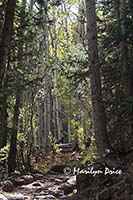 Cub Lake Trail winds through an aspen grove, Rocky Mountain National Park, CO