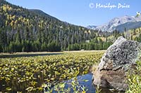 Waterlilies, mountains, and Cub Lake, Cub Lake Trail, Rocky Mountain National Park, CO