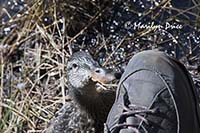 Duck keeps us company as we eat lunch, Cub Lake, Cub Lake Trail, Rocky Mountain National Park, CO