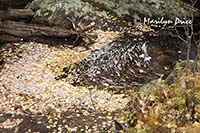 St. Vrain Creek, Ouzel Falls Trail, Rocky Mountain National Park, CO