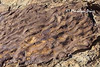 Rippled rocks, Dinosaur Ridge Trail, Denver, CO