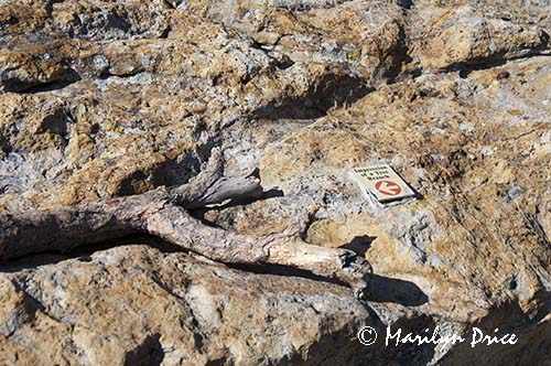 Impression of a tree branch, Dinosaur Ridge Trail, Denver, CO