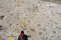 Dinosaur tracks in the sandstone, Dinosaur Ridge Trail, Denver, CO