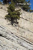 A pine tree clings precariously to a cliffside