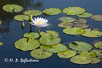 Waterlilies and reflections, 'China', EPCOT, Orlando, FL