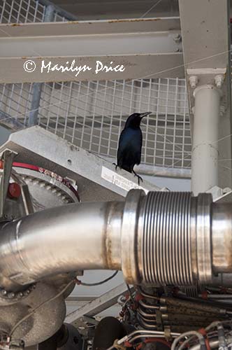 A bird makes himself at home on top of a displayed shuttle engine, Kennedy Space Center, FL