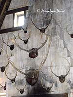 A wall of antlers, Inside the Three Broomsticks, Hogsmeade, Harry Potter section of Universal's Islands of Adventure, FL