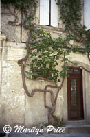 Vine covered wall near a fountain dedicated to Nostradamus, St. Remy du Provence, France