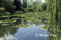 Waterlily pond, Monet's Garden, Giverny, France