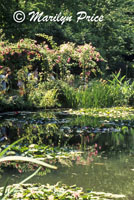 Waterlily pond, Monet's Garden, Giverny, France