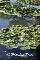 Waterlily pond, Monet's Garden, Giverny, France