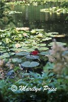 Waterlily pond, Monet's Garden, Giverny, France