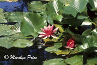 Waterlilies, Waterlily pond, Monet's Garden, Giverny, France