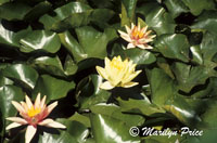 Waterlilies, Waterlily pond, Monet's Garden, Giverny, France