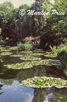 Waterlily pond, Monet's garden, Giverny, France