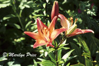 Lily, Monet's Garden, Giverny, France