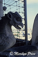 Gargoyle, Gargoyle Gallery of the Cathedral of Notre Dame de Paris, Paris, France