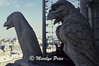 Gargoyles, Gargoyle Gallery of the Cathedral of Notre Dame de Paris, Paris, France