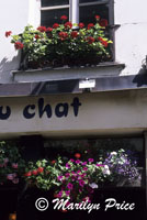 Windowboxes, Paris, France