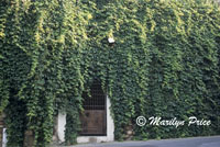 Door with ivy covered wall, Rousillon, France