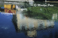 Reflection, L'Isle sur la Sorque, France