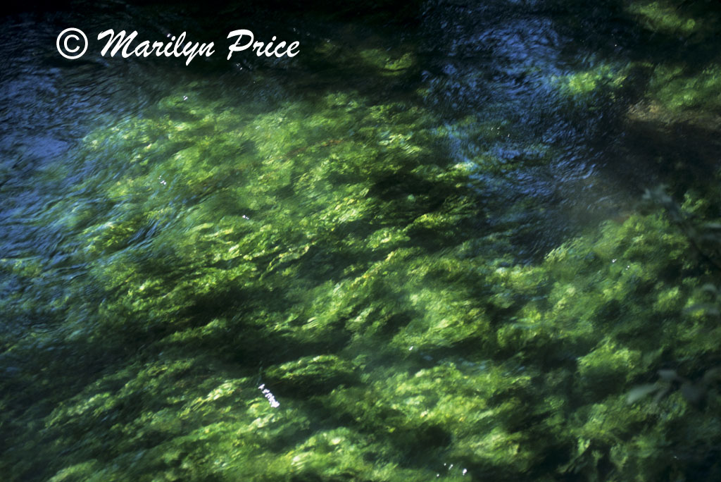 Looking into the algae filled waters of the Sorque River, L'isle sur la Sorque, France