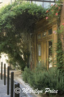 Vine covered doorway, L'isle sur la Sorque, France