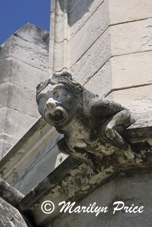 Gargoyle, Palais des Papes, Avignon, France