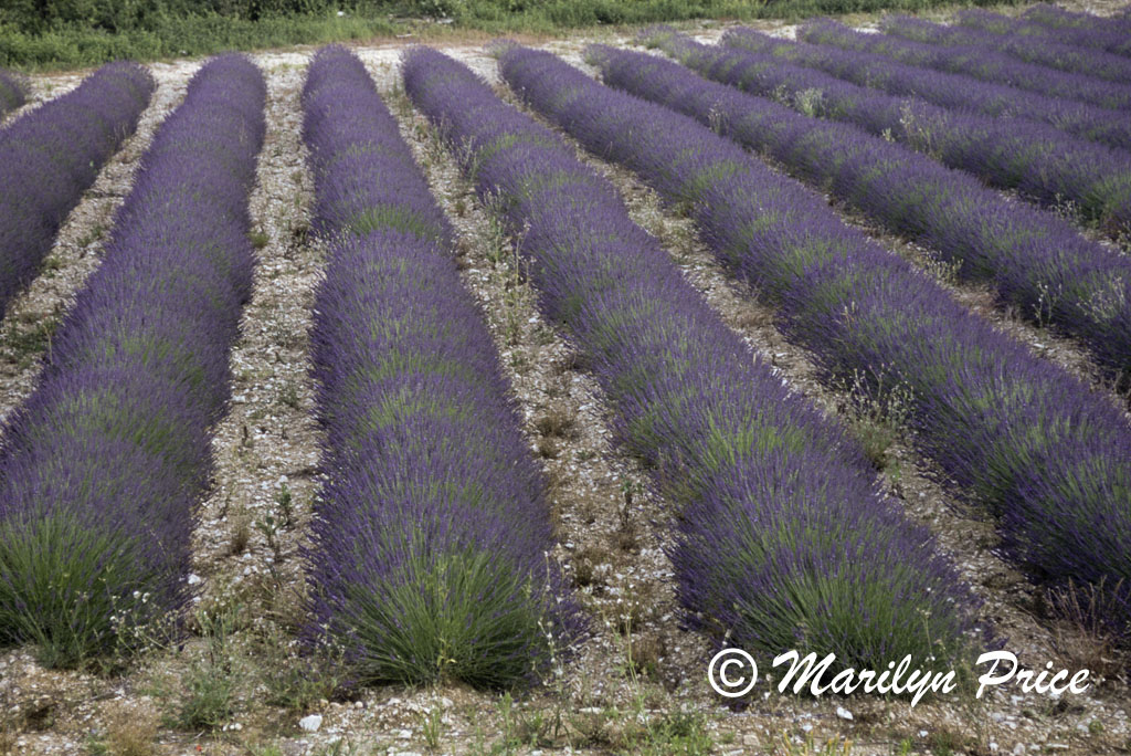 Lavender fields near Apt, France